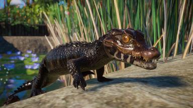 أسعار مفاتيح سي دي Planet Zoo: Aquatic Pack للكمبويتر