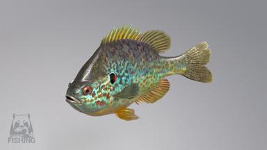 أسعار مفاتيح سي دي Russian Fishing 4 للكمبويتر