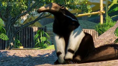 مقارنة سعر Planet Zoo: South America Pack 