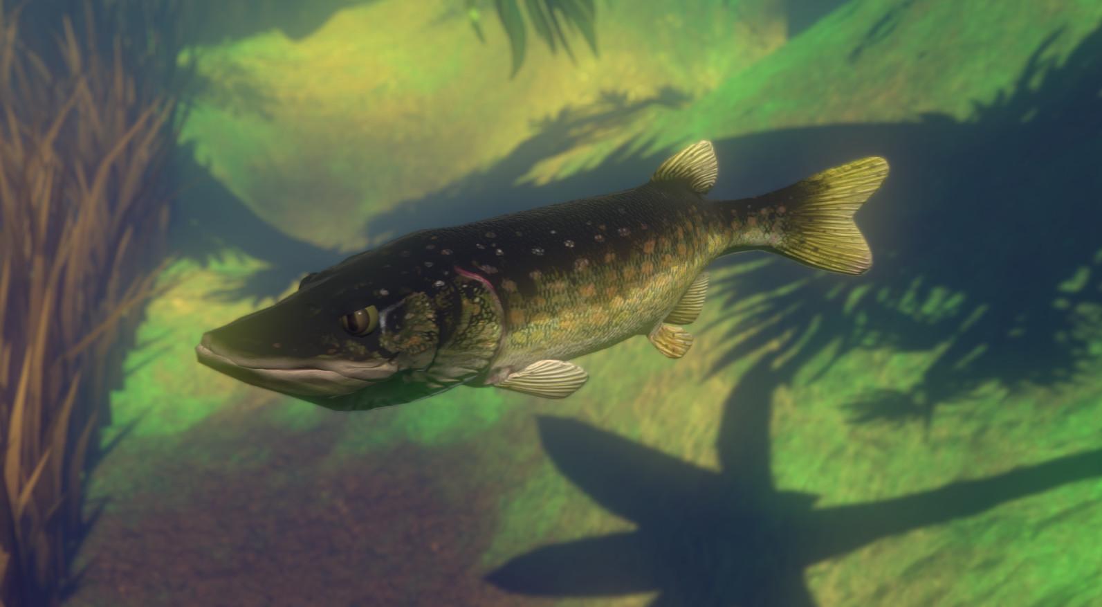 Feed and Grow: Fish